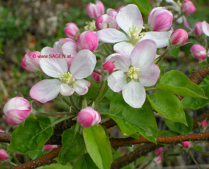 Apfelblüte in Naturns