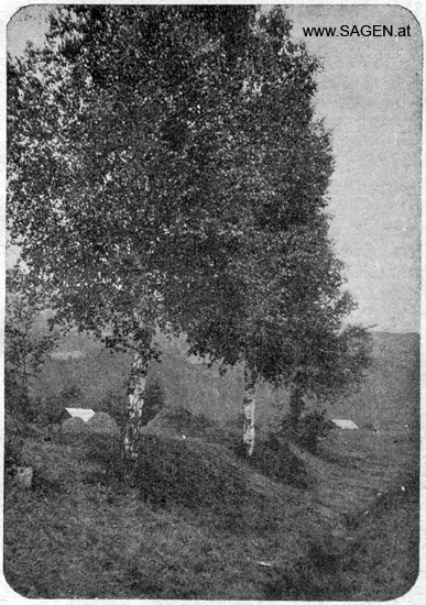 Birken, Sagenpflanzen