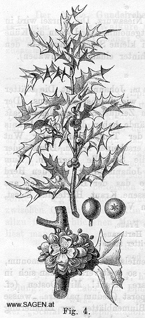 Ilex aquifolium (Stechpalme)