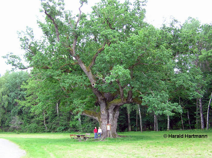 Tausenjährige Eiche, Bierbaum an der Safen, Steiermark © Harald Hartmann