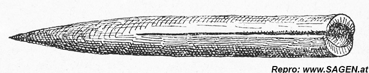 Donnerkeil - Rostrum eines Belemniten