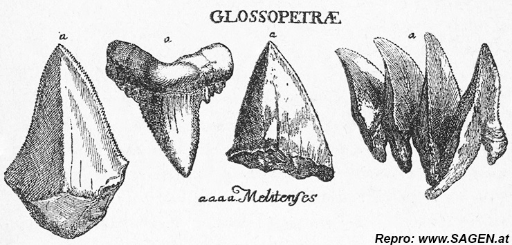 Glossopetren oder Zungensteine