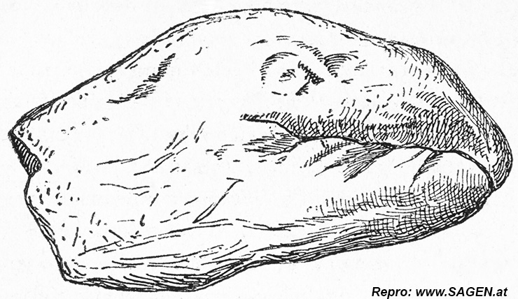 Vermeintlicher Drachenkopf Erlauffluss, Paläobiologie Universität Wien